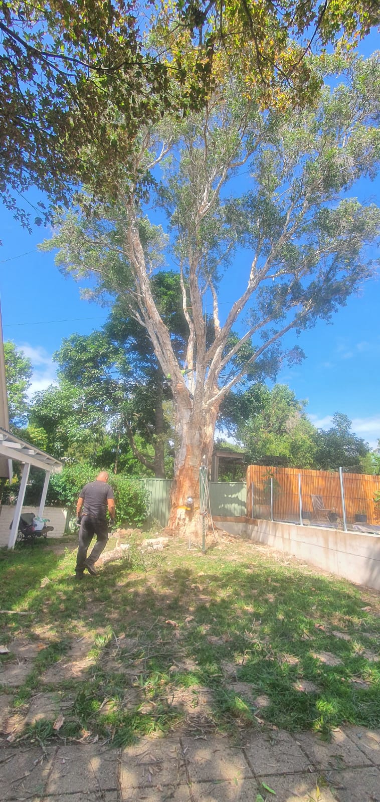alextreeservice-4.jpeg